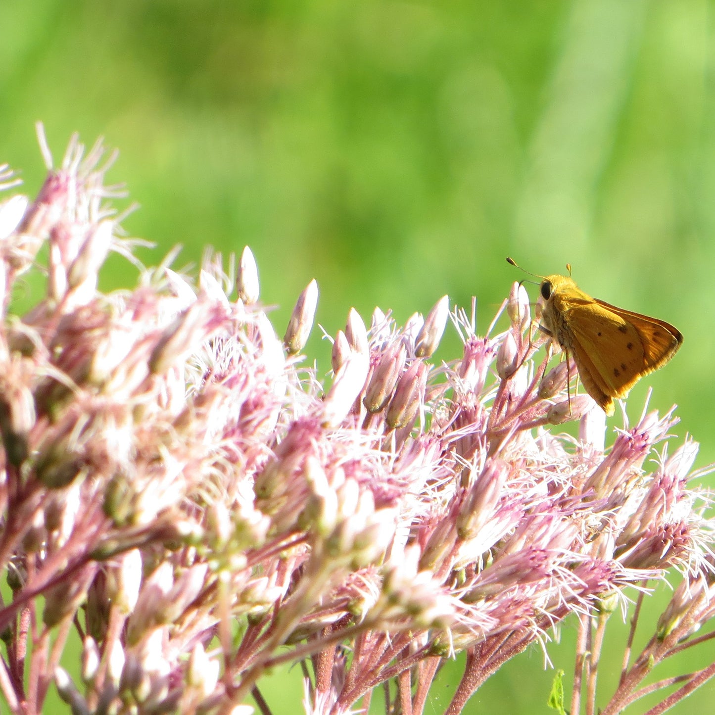 Native Plant Garden Consultation and Plan
