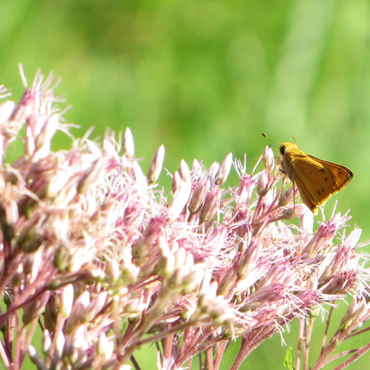 Native Plant Concierge Service
