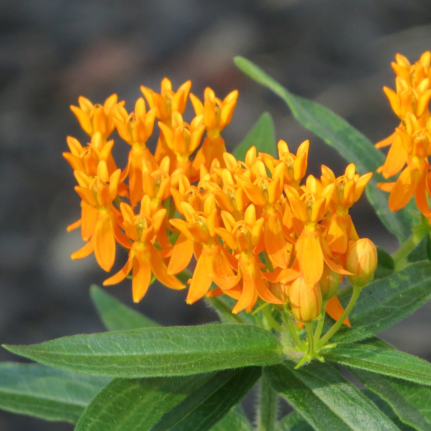 Native Plant Garden Consultation and Plan
