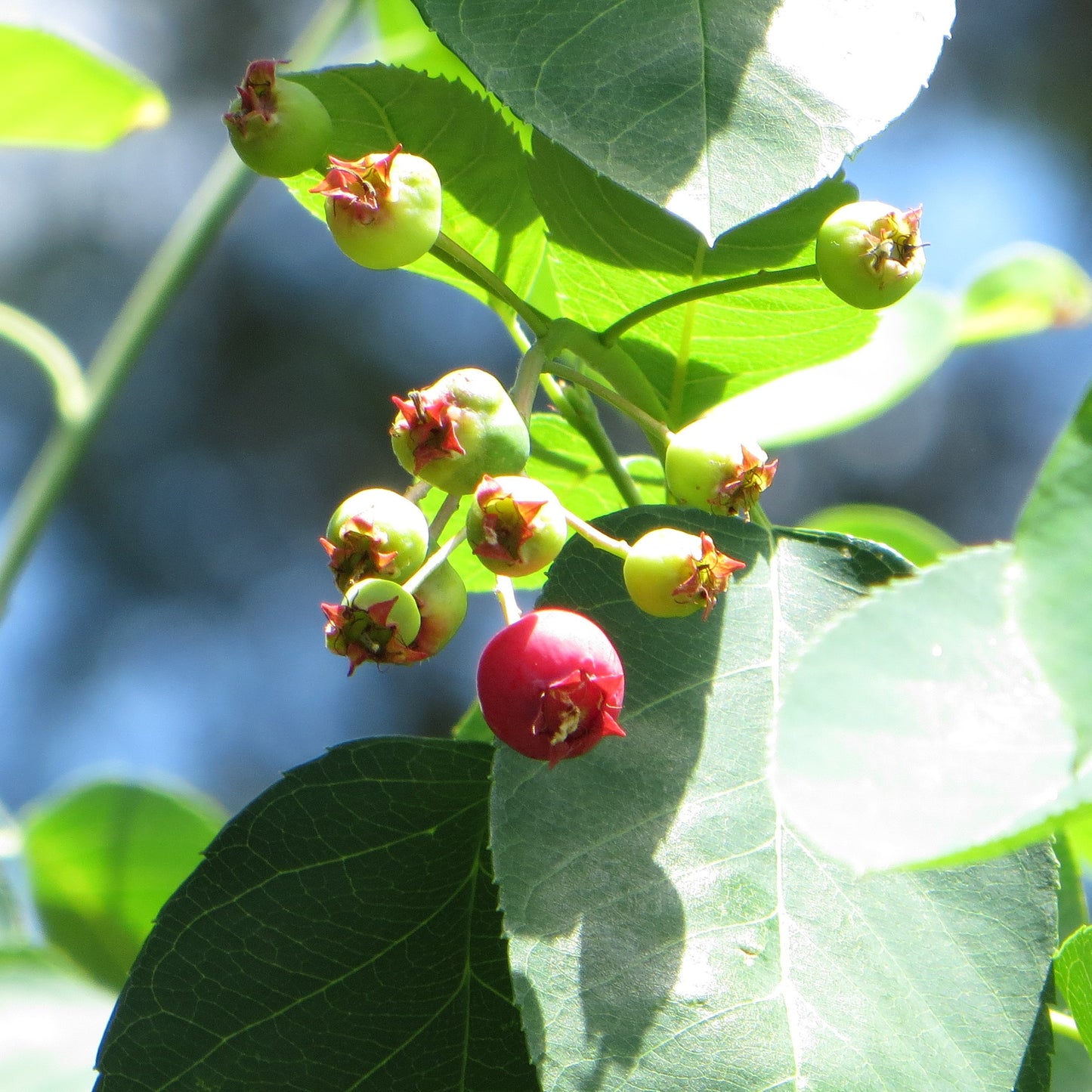 Native Plant Garden Consultation and Plan