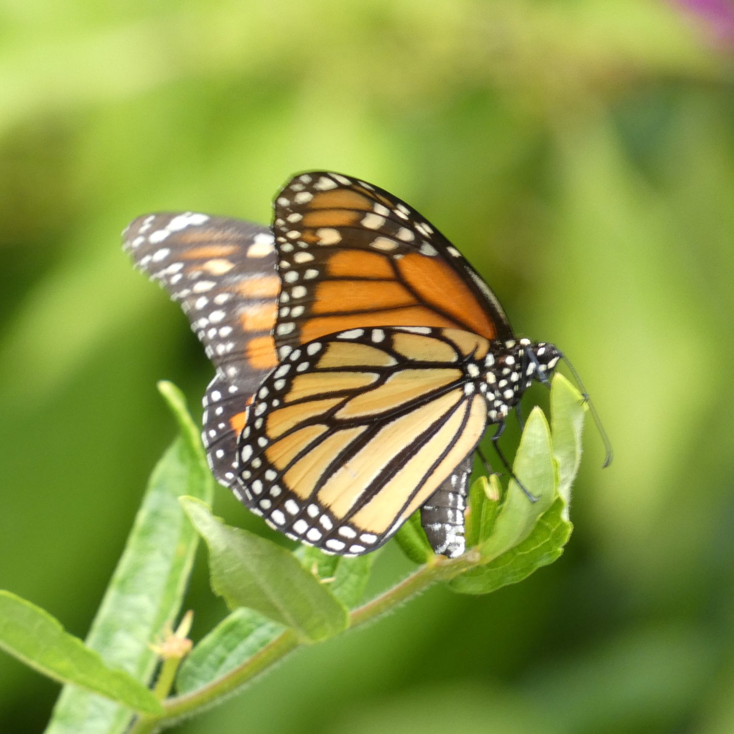 Native Plant Garden Consultation and Plan